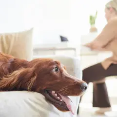Rudy pies leży na kanapie, patrząc z zaciekawieniem. Zastanawiasz się, dlaczego pies piszczy bez powodu? Może tęskni za zabawą?
