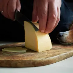 Pies patrzy z nadzieją, gdy kroisz ser żółty. Czy pies może jeść ser żółty? To pytanie nurtuje wielu właścicieli.
