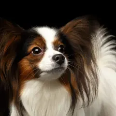 Portret psa rasy papillon z dużymi uszami na czarnym tle.