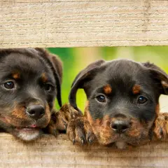 Dwa szczenięta rasy Rottweiler zaglądają przez drewniane deski.