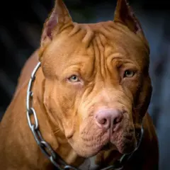 Potężny pies rasy pitbull, z łańcuchem na szyi, wygląda jak najsilniejszy pies na świecie.