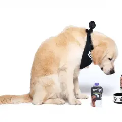 Złoty retriever w bandanie patrzy na miskę, do której ręka wlewa zawartość tubki.