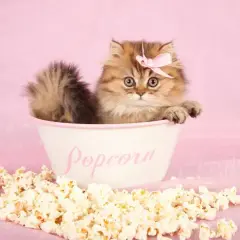 Czy koty mogą jeść popcorn? Poznaj zagrożenia i lepsze przekąski
