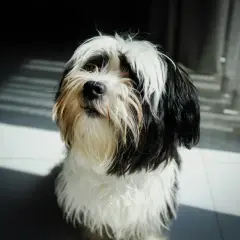 Czarno-biały piesek, typowy przedstawiciel psów kanapowych, siedzi w świetle padającym przez okno.