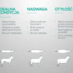 Otyły pies ma żebra pokryte grubą warstwą tłuszczu, zaokrągloną sylwetkę i duży, obwisły brzuch.