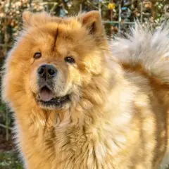Puszysty, rudy pies rasy Chow Chow, z otwartym pyskiem i wystawionym językiem, wygląda jakby mówił "czał czał pies".