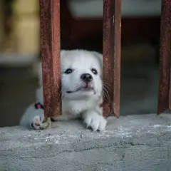 Mały, biały piesek z nadzieją w oczach czeka na adopcję psa ze schroniska.