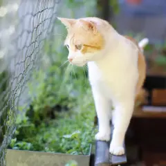 Pomarańczowo-biały kotek na balkonie, zabezpieczonym siatką. Dowiedz się, jak zabezpieczyć balkon dla kota, by był bezpieczny i przyjazny.