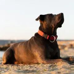 Jaką obrożę dla cane corso wybrać, aby zapewnić bezpieczeństwo?