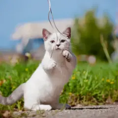 Biały kot z krótkimi nogami, wesoło bawi się sznurkiem na trawie.