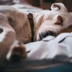Biały piesek śpi przy głowie, wtulony w poduszkę. Może dlatego, że czuje się bezpiecznie i blisko swojego człowieka.