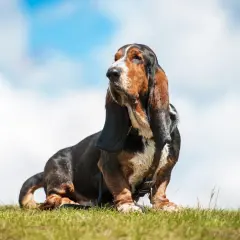 Basset hound z długim nosem siedzi na trawie pod błękitnym niebem z chmurami.