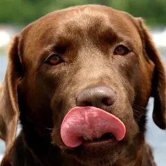 Czekoladowy labrador oblizuje pyszczek, wykazując typowe psie zachowanie. W tle woda i zieleń.
