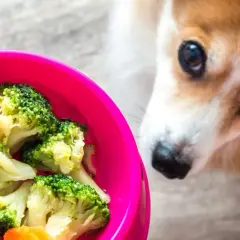 Corgi z zaciekawieniem patrzy na miskę z brokułami i marchewką. Czy pies może jeść brokuły? Tak, w umiarkowanych ilościach.