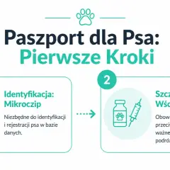 Paszport dla psa: identyfikacja mikroczipem i szczepienie przeciw wściekliźnie to pierwsze kroki przed podróżą.