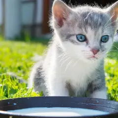 Mały kotek z niebieskimi oczami przy miseczce mleka. Czy koty mogą pić mleko? To pytanie nurtuje wielu miłośników zwierząt.