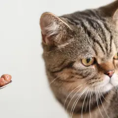 Kot patrzy na łyżeczkę z mokrą karmą, zastanawiając się, dlaczego nie chce jej jeść.
