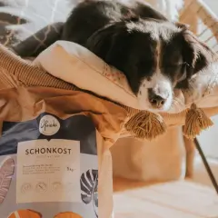 Śpiący piesek na poduszce obok worka z karmą. To idealna dieta lekkostrawna dla psa, która zapewni mu komfort i dobre samopoczucie.