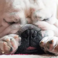 Śpiący buldog francuski, z łapkami przy pyszczku, charczy jakby miał coś w gardle.