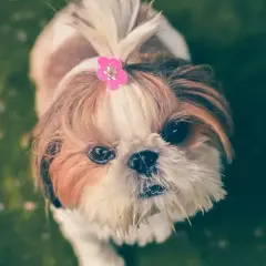 Słodki shih tzu z różową spinką we włosach. Czy ex-pain dla psa na co pomaga? Ten maluch wygląda na zdrowego i szczęśliwego.
