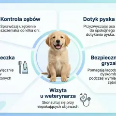Szczeniak golden retrievera, ilustracja pokazuje jak dbać o jego zęby. Dowiedz się, ile pies ma zębów i jak o nie prawidłowo dbać.