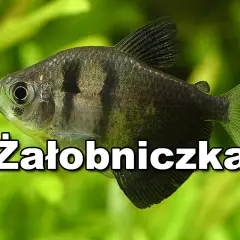 Jakie ryby do akwarium 25l - najlepsze gatunki i porady dla początkujących