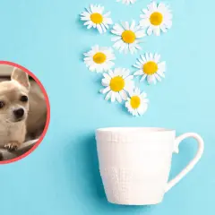 Czy pies może pić rumianek? Uroczy chihuahua patrzy na filiżankę z kwiatami, sugerując naturalne sposoby na ukojenie.