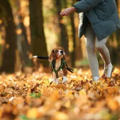 Beagle w jesiennym parku, z zaciekawieniem patrzący na rękę człowieka, jakby zastanawiał się, dlaczego pies chodzi za mną krok w krok.