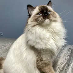 Piękny ragdoll o niebieskich oczach, imponującej wielkości i puszystym futrze, siedzi na łóżku.