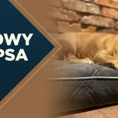 Francuski buldog śpi na wygodnej poduszce. Tekst na zdjęciu głosi "ZDROWY SEN PSA", podkreślając znaczenie regenerującego odpoczynku dla czworonogów.