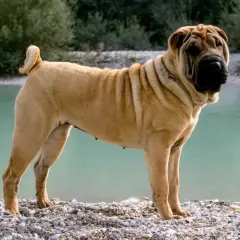 Piękny, pomarszczony shar pei długowłosy stoi na kamienistej plaży nad turkusową wodą.
