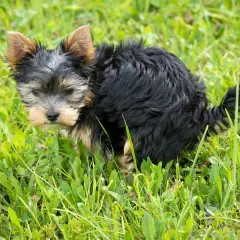 Mały yorkshire terrier robi czarną kupę w trawie.
