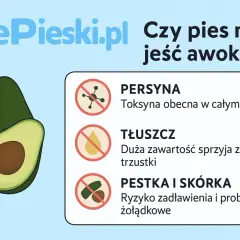 Czy pies może jeść awokado? Grafika pokazuje awokado i ostrzega przed toksyną, tłuszczem i pestką/skórką.