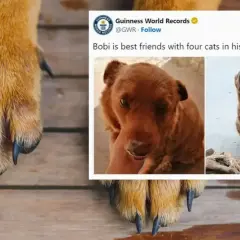 Bobi, najstarszy pies na świecie, cieszy się przyjaźnią z kotami. Jego łapy i pyszczek świadczą o długim życiu.