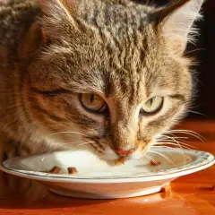 Kot zjada z talerzyka, ale pamiętaj, czego nie mogą jeść koty, by był zdrowy.