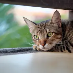 Kot z zielonymi oczami leży, jakby miał czkawkę u kota, z zielonymi liśćmi w tle.