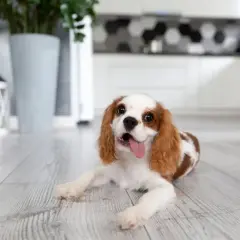 Szczeniak Cavalier King Charles Spaniel leży na drewnianej podłodze, z językiem na zewnątrz.
