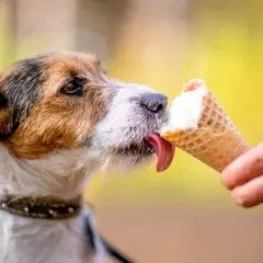 Czy pies może jeść lody? Ten uroczy piesek z pewnością cieszy się lodami w wafelku, oblizując je z apetytem.