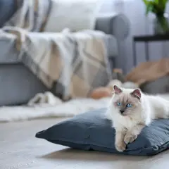 Piękny kot rasy Ragdoll z niebieskimi oczami leży na poduszce. Zastanawiasz się, ile kosztuje kot tej rasy?