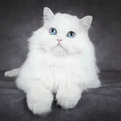 Uroczy kot albinos z niebieskimi oczami, siedzący na ciemnoszarym tle. Jego puszyste, białe futro lśni w świetle.
