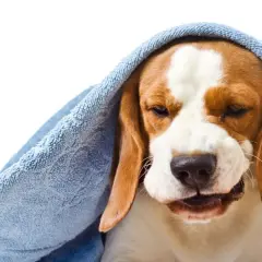 Smutny beagle z kaszlem wstecznym u psa, otulony niebieskim ręcznikiem, wygląda jakby potrzebował pocieszenia.