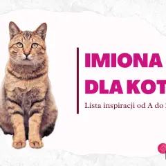 Siedzący pręgowany kot na białym tle z napisem "IMIONA DLA KOTA".
