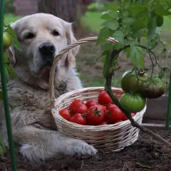 Złoty retriever z koszykiem pomidorów. Czy pies może jeść pomidory? Ten słodki piesek pilnuje zbiorów.