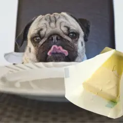 Mops z wyciągniętym językiem patrzy na kostkę masła. Czy pies może jeść masło? To pytanie nurtuje wielu właścicieli czworonogów.
