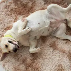 Labradorka leży na dywanie na plecach, pokazując brzuch. Jej dziwne zachowanie podczas cieczki jest widoczne w tej pozie.