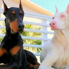Dwa dobermany, jeden czarny z podpalaniem, drugi to pies albinos o jasnej sierści i różowym nosie, siedzą obok siebie.