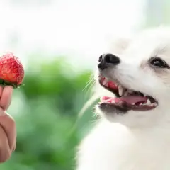 Mały piesek z zaciekawieniem patrzy na truskawkę podaną na palcu. Czy pies może jeść truskawki? Tak, w umiarkowanych ilościach.