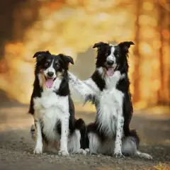 Dwa psy stróżujące średniej wielkości, border collie, siedzą obok siebie na leśnej ścieżce, jeden obejmuje drugiego łapą.