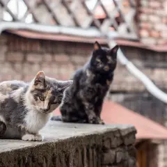 Dwa koty, jeden pręgowany, drugi czarny kot dachowiec, siedzą na murku.