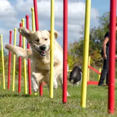 Złoty retriever w skoku między tyczkami na torze agility. To sport, gdzie pies pokonuje przeszkody.